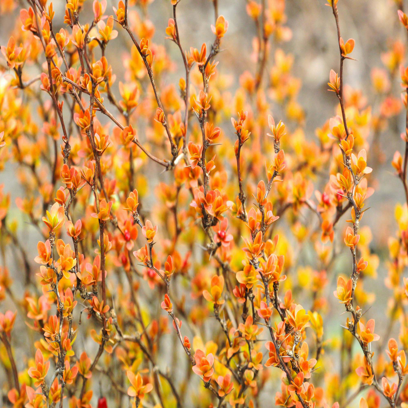Plants