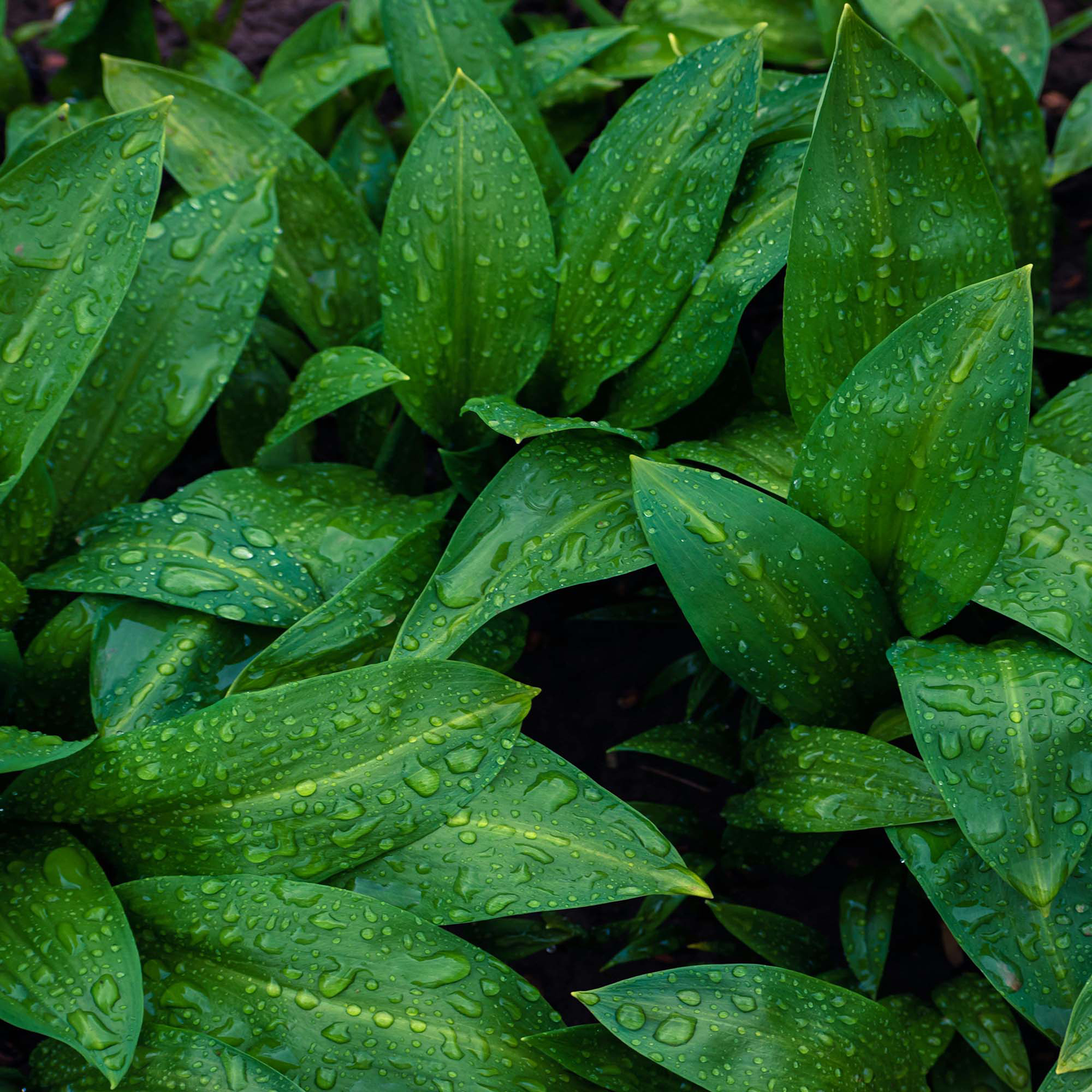 Plants